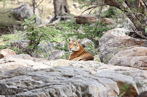 sy25tiger2_2501chn_139_3