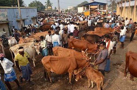 பொய்கை சந்தைக்கு மாடுகள் வரத்து அதிகரித்தும் விற்பனை மந்தம்: விவசாயிகள் வேதனை