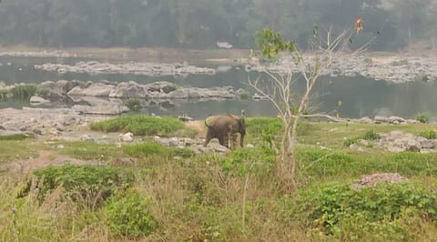 கர்நாடக வனப்பகுதியில் இருந்து ஒகேனக்கல் ஊட்டமலை காவிரி ஆற்றில் தண்ணீர் குடிக்க வந்த ஒற்றை யானை.
