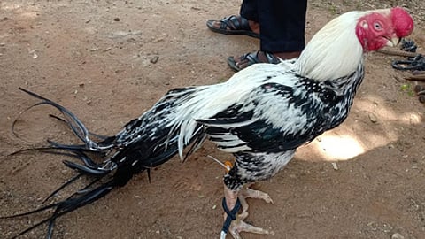 சேவல் சண்டை: மூவா் கைது