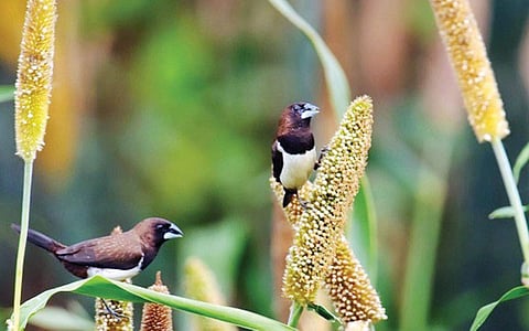 இப்படியும் ஒரு விவசாயி!