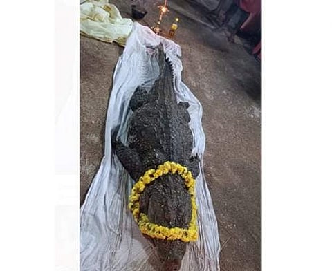 சைவ முதலை மரணம்! பக்தர்கள் சோகம்