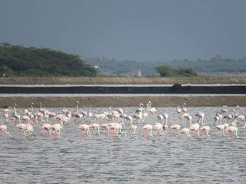 கோடியக்கரை சரணாலயப் பகுதியில் கூட்டம் கூட்டமாகக் காணப்படும் பூநாரைகள்.