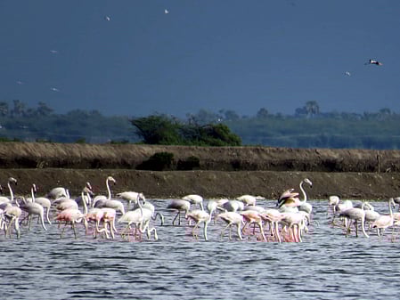 கோடியக்கரை பகுதியில் காணப்படும் செங்கால் நாரைகள்.
