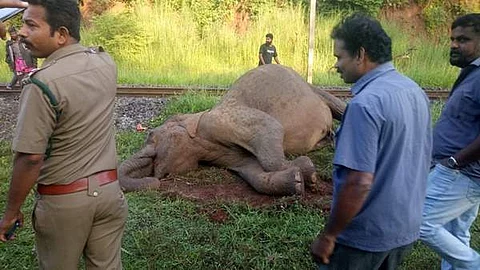 கேரள எல்லையில் ரயிலில் அடிபட்டு பலியான பெண் யானை இறந்தது குறித்து விசாரணை நடத்தும் கேரள வனத்துறையினர்.