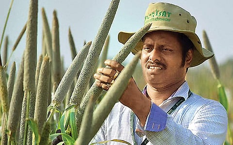 கம்பு விளைச்சலில் புதுமை!