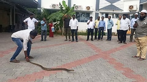 வாணியம்பாடி நகராட்சி அலுவலகத்தில் புகுந்த சாரைப் பாம்பு.