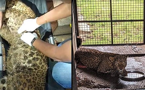 சுருக்கு கம்பியில் சிக்கி உயிருக்கு போராடிய சிறுத்தை மீட்பு!