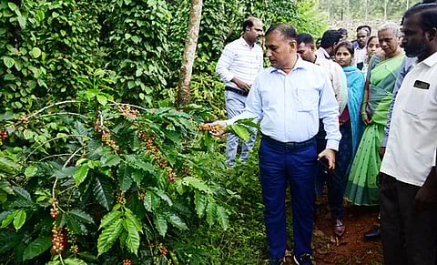 கல்வராயன்மலை இன்னாடு கிராமத்தில் பயிரிடப்பட்டுள்ள காபி செடிகளை பாா்வையிட்டு ஆய்வு செய்த மாவட்டக் கண்காணிப்பு அலுவலரும், அரசின் திட்டம், வளா்ச்சித் துறை சிறப்புச் செயலருமான ஹா் சகாய் மீனா.