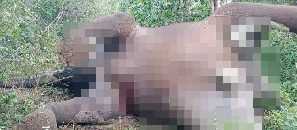 பாலக்கோடு அருகே காப்புக் காட்டில் உயிரிழந்து கிடந்த பெண் யானை