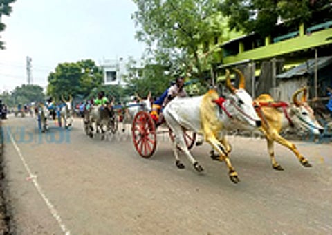 கடலாடியில் மாட்டுவண்டிப் பந்தயம்