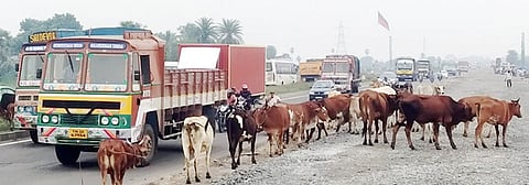 சாலைகளில் சுற்றித் திரியும் கால்நடைகள்: அச்சத்தில் வாகன ஓட்டிகள்