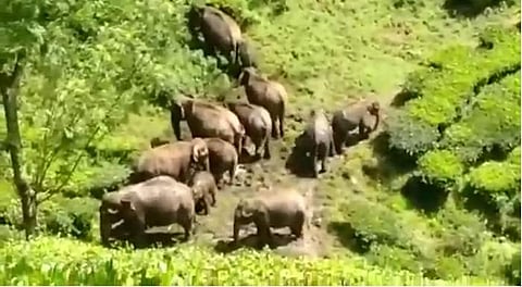 அக்காமலை காட்டுப் பகுதியில் முகாமிட்டுள்ள காட்டுயானைகள் கூட்டம்