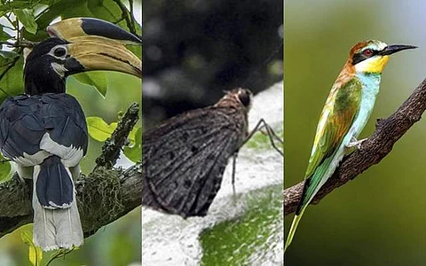 மலபாா் பைடு ஹாா்ன்பில். ~மேக்குலேட் லான்ஸா். ~ஈரோப்பியன் பீ ஈட்டா்.