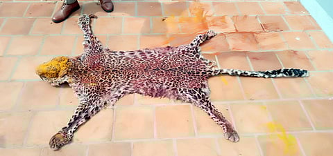 தேனி அருகே வியாழக்கிழமை வீட்டில் பதப்படுத்தி வைக்கப்பட்டிருந்த சிறுத்தை தோல்.