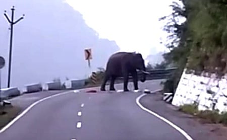 கோத்தகிரி- மேட்டுப்பாளையம் சாலையில் உலவிய யானை.