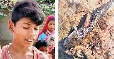 வினோதம்... சத்தீஸ்கரில் சிறுவன் கடித்து பாம்பு சாவு!