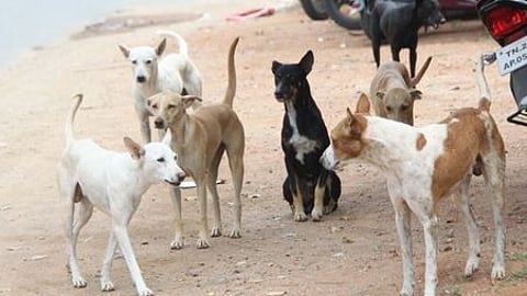 கோப்புப் படம்.