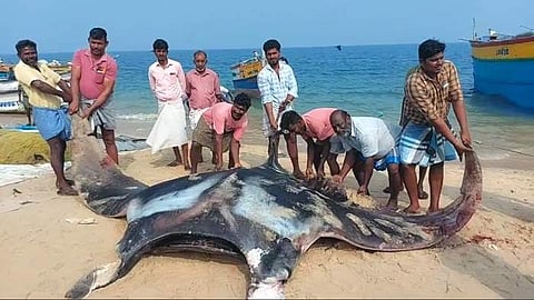 1.5 டன் எடையுள்ள ராட்சத யானை பெண் திருக்கை மீன்