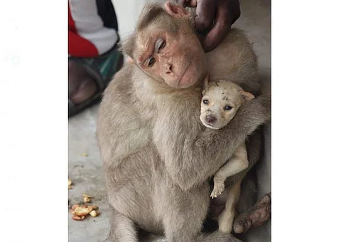 நாய்க்குட்டிக்கு தாயாக மாறிய குரங்கு