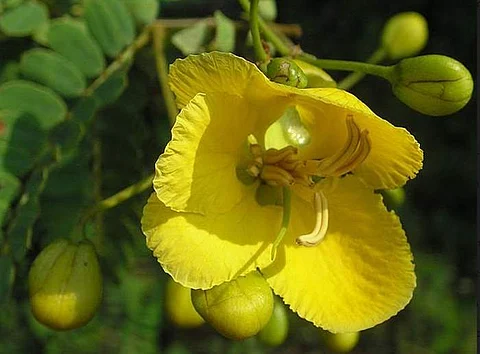 ஆவாரைப் பூ