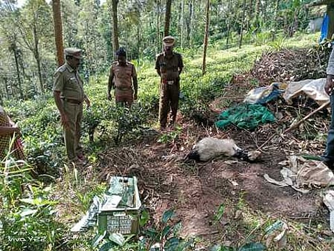 ஸ்ரீமதுரை கிராமத்தில் சிறுத்தை தாக்கி ஆடு பலி