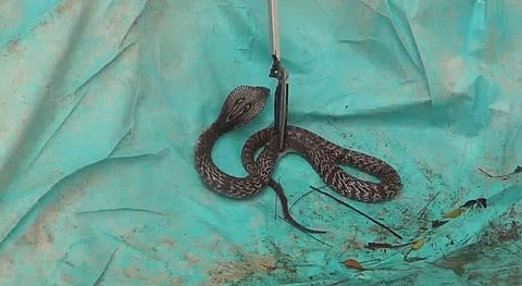 பிடிபட்ட நல்ல பாம்பு.