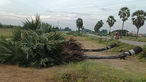 பனைமரங்களை வெட்ட அனுமதி பெற வேண்டும்