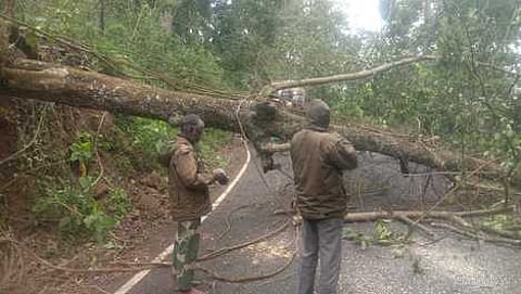 மாண்டஸ் புயலால் விழுந்த மரங்களை அகற்றும் பணியில் ஈடுபட்டுள்ள வனத்துறையினர்.