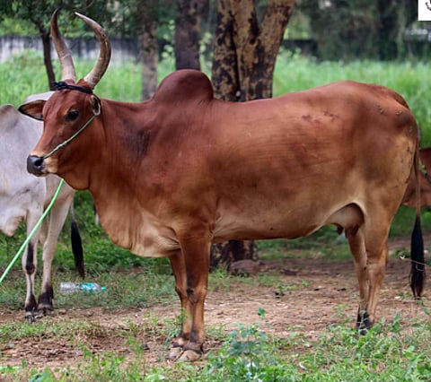 ரூ.66 ஆயிரத்துக்கு விற்பனையான காங்கேயம் இன செவலை வகைப் பசு.