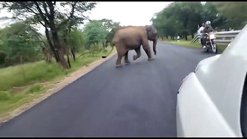 வாகன ஓட்டியைத் துரத்தும் யானை.