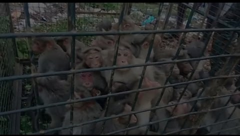 சேரங்கோடு பகுதியில் கூண்டில் பிடிபட்ட குரங்குகள்.