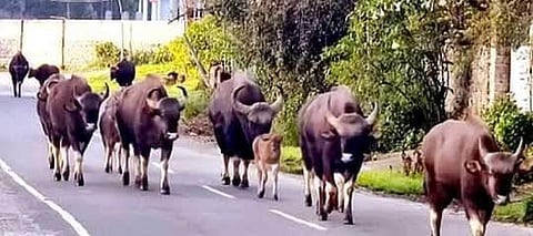 கொடைக்கானல் செல்லபுரம் பகுதியில் வந்த காட்டெருமைகள்.