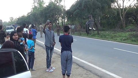 கும்கி யானை முன் தற்படம் எடுத்து மகிழும் சுற்றுலாப் பயணிகள்