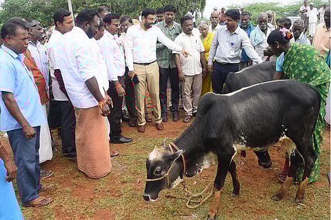 முகாமில் உம்பளச்சேரி இன மாடுகளை பாா்வையிட்டு பராமரிப்பாளா்களை பாராட்டிய ஆட்சியா் அ. அருண்தம்புராஜ்.