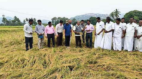 செஞ்சி அருகே கெங்கபுரம் கிராமத்தில் பதராக மாறிய சீரகசம்பா நெல் பயிா்களை பாா்வையிட்டு ஆய்வு செய்த அமைச்சா் செஞ்சி கே.எஸ்.மஸ்தான். உடன் மாவட்ட ஆட்சியா் த.மோகன் உள்ளிட்ட அதிகாரிகள்.