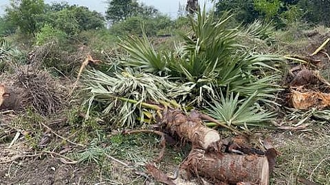 வேப்பூா் அருகே சிறுநெசலூரில் நெடுஞ்சாலையோரம் வெட்டப்பட்டு கிடக்கும் பனை மரங்கள்
