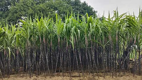 ஊத்தங்கரையில் நடவு செய்யப்பட்டுள்ள செங்கரும்பு.