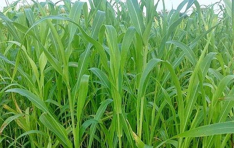 பா்கூா் மலைப் பகுதியில் பயிரிடப்பட்டுள்ள சாமை பயிா்.