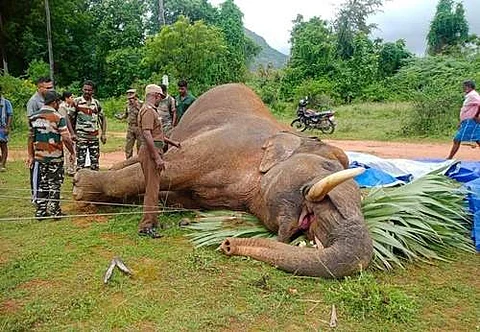அம்பாசமுத்திரம் அருகே மின்சாரம் பாய்ந்ததில் உயிரிழந்த யானை.