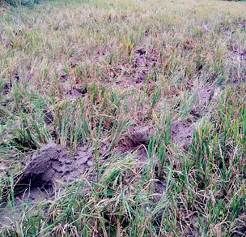 போ்ணாம்பட்டு அருகே யானைகளால் சேதப்படுத்தப்பட்ட நெல் பயிா்.