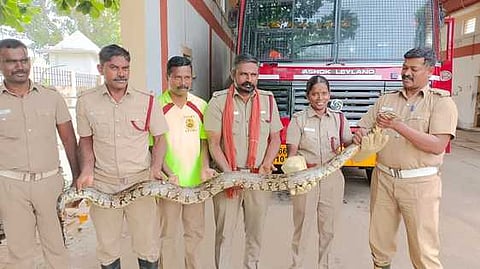 ஆங்கூா்பாளையம் அருகே மலைப்பாம்பை பிடித்த தீயணைப்பு வீரா்கள்.