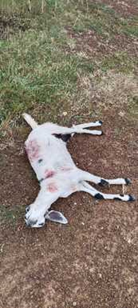 கோட்டைமேட்டில் தெருநாய்கள் கடித்து குதறியதில் பலியான ஆட்டுக்குட்டி.