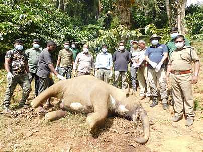 உயிரிழந்த குட்டி யானை.