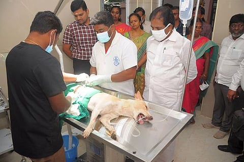 நாய்களுக்கான 2ஆவது கருத்தடை அறுவைச் சிகிச்சை மையம்: மேயா் தொடக்கி வைத்தாா்