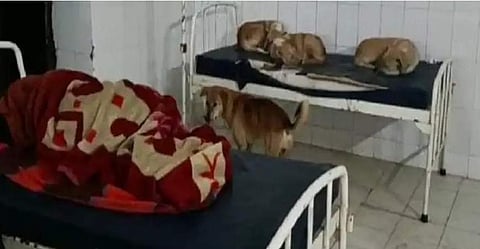 இது கால்நடை மருத்துவமனை அல்ல!