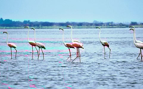 பறவைகள் சூழ் உலகம்!