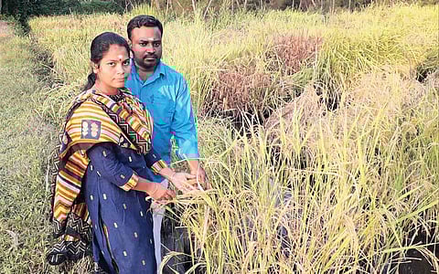 பாரம்பரிய நெல்... பட்டதாரி பெண்!
