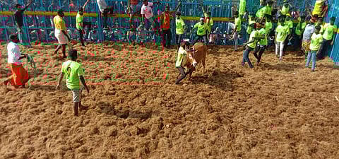 ஆலங்குடி அருகேயுள்ள மங்களாபுரத்தில் நடைபெற்ற ஜல்லிக்கட்டில் காளையை அடக்க முயலும் வீரா்கள்.