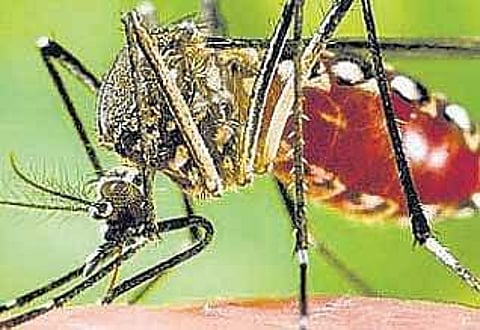டெங்கு: தமிழகத்தில் 2,822 போ் பாதிப்பு